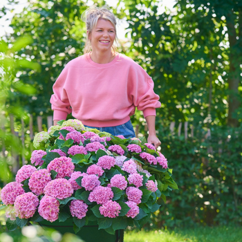 Hortensia | Groencentrum Brugge, Ieper & Nevele