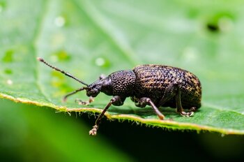 Insecten en slakken