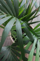 Kentia Palm