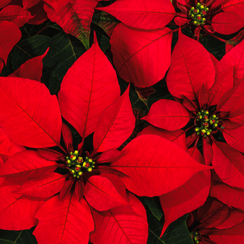 Kerstster