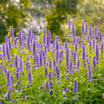 Lavendel | Groencentrum Brugge, Nevele en Ieper