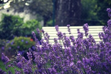 Lavendel | Groencentrum Brugge en Ieper