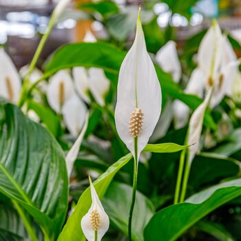 Luchtzuiverende kamerplanten | Groencentrum Brugge, Ieper en Nevele