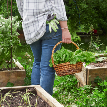 Moestuin