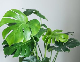 Monstera | Groencentrum Brugge & Ieper