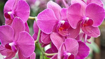 Orchidee | Groencentrum Brugge & Ieper