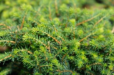 Picea omorika