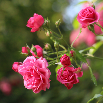 Rozen
