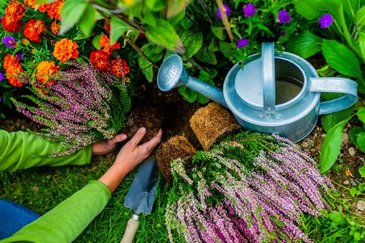 Tuinplanten kopen