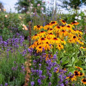 Vaste planten | Groencentrum Brugge, Ieper & Nevele