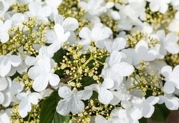 Viburnum | Groencentrum Brugge & Groencentrum Ieper