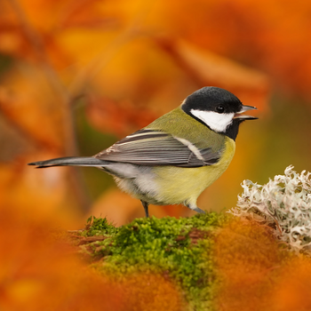 Vogels in de tuin