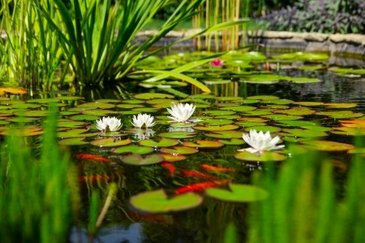 Waterplanten